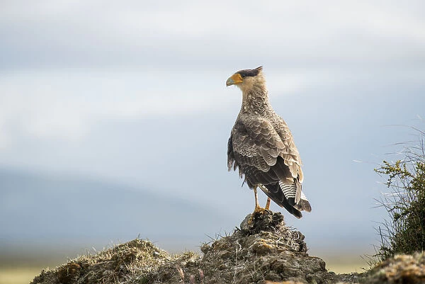 A Bird Perched On A Rock; Punta Arenas, Magallanes, Chile