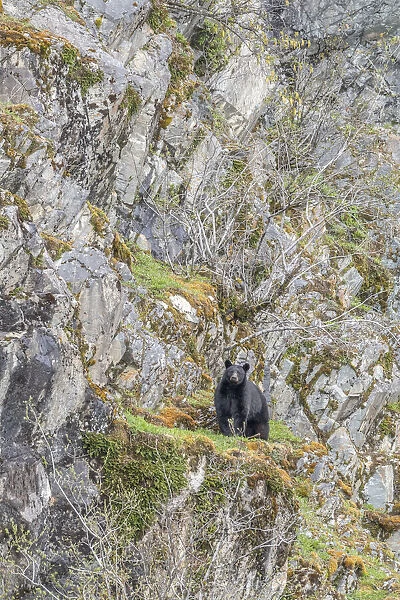 Black bear (Ursus americanus) standing on cliff in Glacier Bay National Park, SE Alaska, Alaska, USA