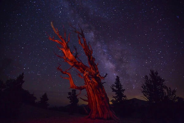 Bristlecone pine tree under the Milky Way, Ancient Bristlecone Pine Forest, California, USA