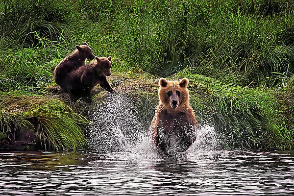 NA. A brown bear fishing for salmon leaps into Kuril Lake while her cubs wait on the shore