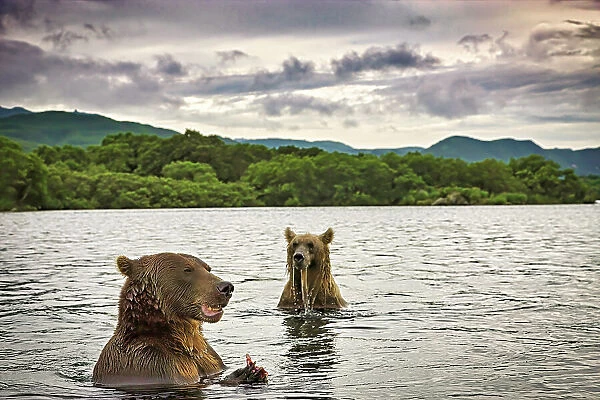 Brown bears fishing for salmon in Kuril Lake in Russia