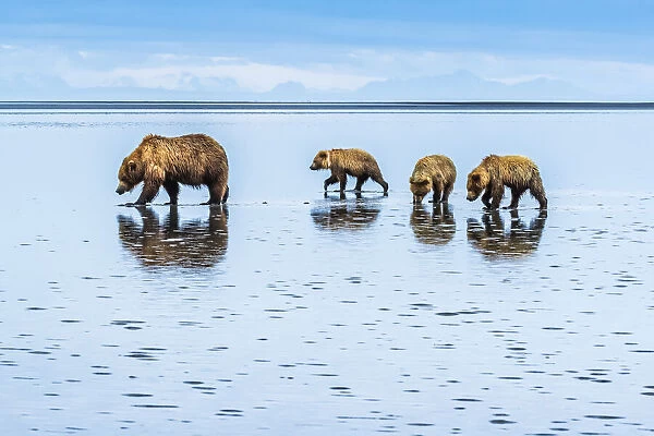 Brown Bears, Mom with cubs at Silver Salmon Creek, Lake Clark National Park, Alaska, USA