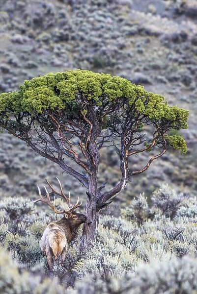 Bull elk standing in a field of sagebrush next to a juniper tree, YNP, USA