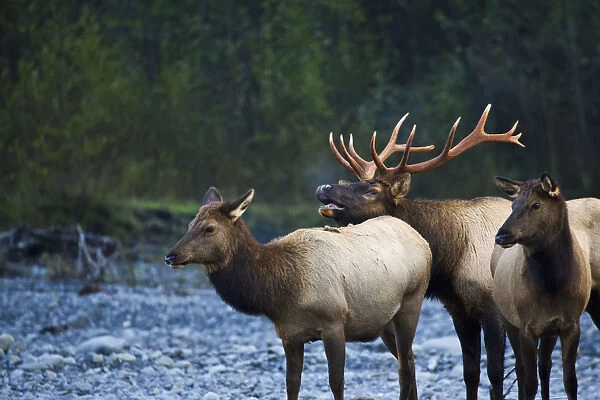 Bull Roosevelt Elk Bugling With Two Cows; Washington, United States Of America