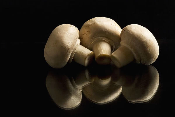 Three Button Mushrooms Backlit And Reflecting On Black Foreground And Background; Calgary, Alberta, Canada