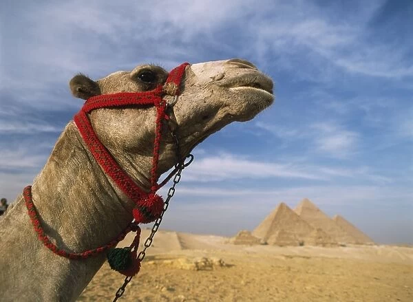 Camel In Front Of Great Pyramids Of Giza