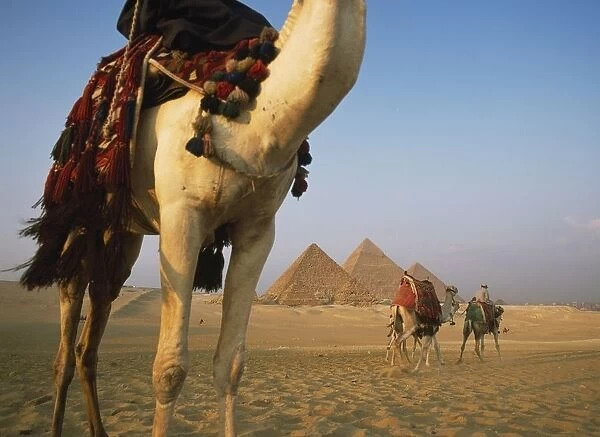 Camels And Great Pyramids Of Giza