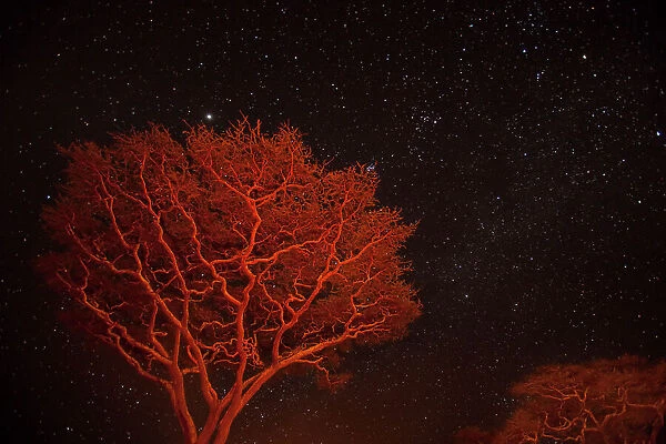 Campfire lit acacia trees against a star studded sky