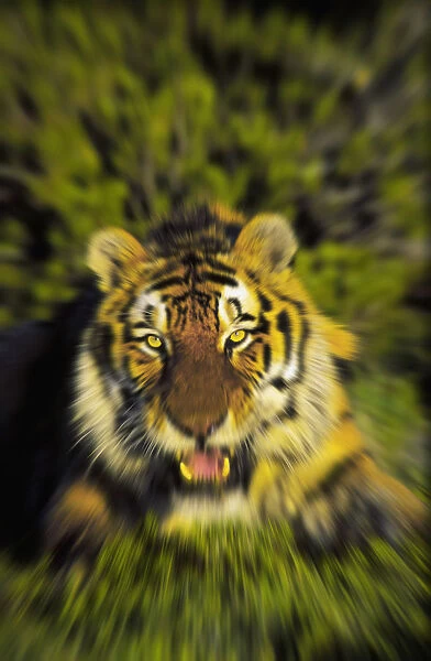 Charging siberian tiger (panthera tigris altaica); Africa