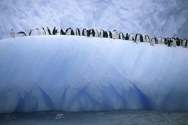 Chinstrap penguins lined up along a blue iceberg