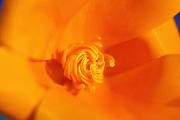 Close Up Of A Poppy Flower; Happy Valley, Oregon, Usa