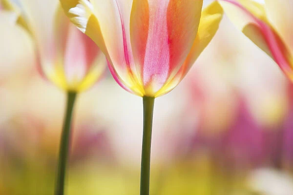 Close-up of blossoming tulips