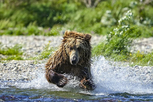 Close-up of a brown bear (Ursus arctos horribilis) pouncing in the water fishing for salmon; Katmai National Park and Preserve, Alaska, United States of America