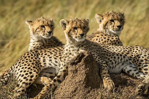 Close-up of three cheetah cubs lying together, Serengeti, Tanzania