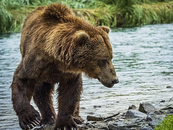 Close-up of a Coastal Brown Bear (Ursus arctos horribilis) walking along the rocky shore fishing for salmon in Geographic Harbor; Katmai National Park and Preserve, Alaska, United States of America