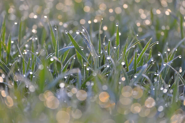 Close-up of Leaves of Grain with Water Drops in the Morning, Bavaria, Germany