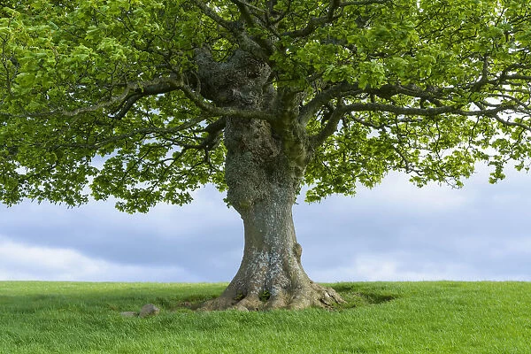 Close-up of Oak tree trunk in spring in Scotland, United Kingdom
