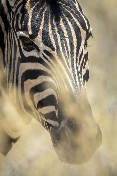 Close-up of a plains zebra looking at the camera through bushes, Etosha National Park, Namibia
