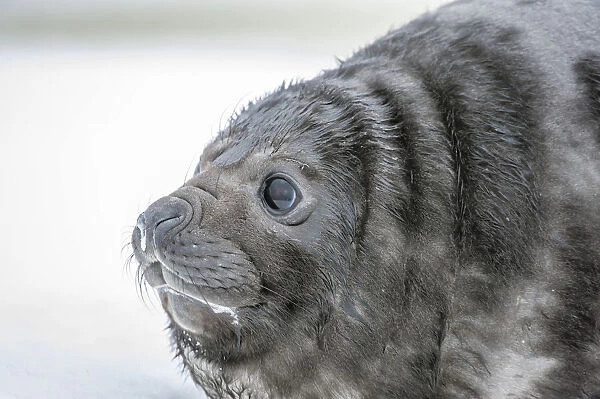 Close-up portrait of a Southern Elephant Seal pup, Antarctica