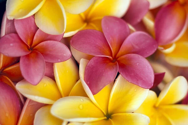 Close-Up Of Yellow And Pink Plumeria Flowers C1662