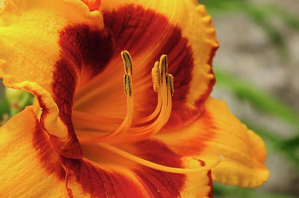 NA. Closeup of a brightly colored day lily, Hemerocallis species