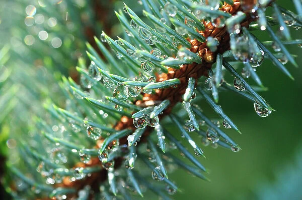 NA. Closeup of a colorado blue spruce branch with lots of water drops