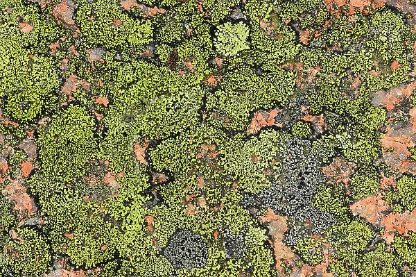NA. Closeup of encrusting lichens on granite rock