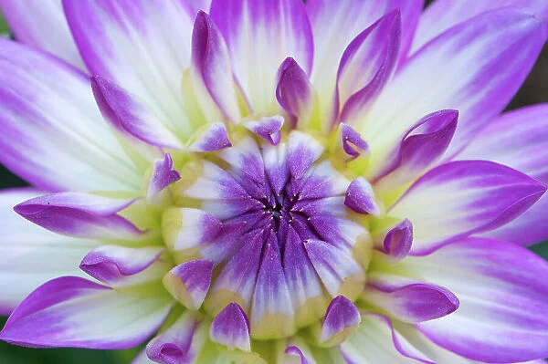NA. Closeup of a purple, white and yellow chrysanthemum opening up