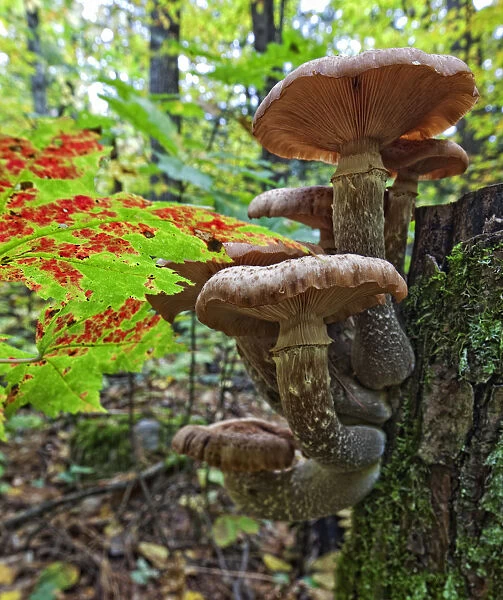 A Cluster Of Mushrooms On A Stump In Algonquin Provincial Park; Ontario Canada