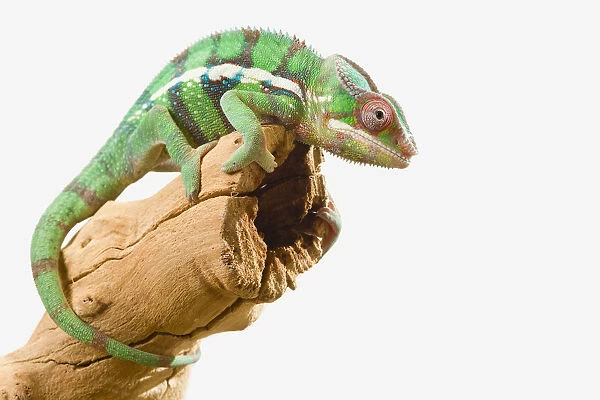 Colourful Panther Chameleon (Furcifer Pardalis) On A White Background; St. Albert, Alberta, Canada