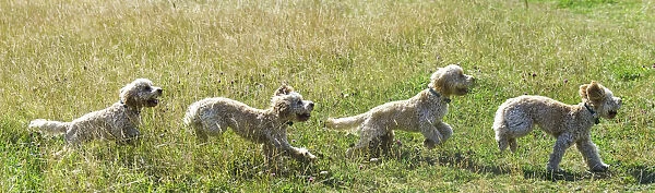 Composite Of A Blond Cockapoo Running Across A Grass Field; South Shields, Tyne And Wear, England