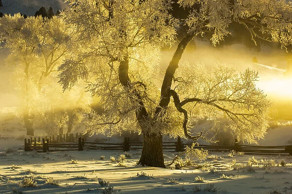 Cottonwood tree near fence illuminated by the sunrise in the fog in winter, Lamar Valley, YNP, USA