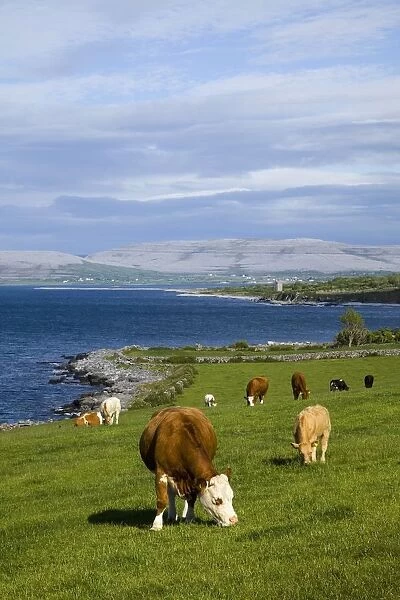 Cows Grazing On The Burren Coast Near Ballyvaghan; County Clare, Ireland