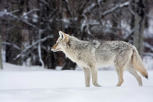 Coyote in winter, Elk Island National Park, Alberta, Canada