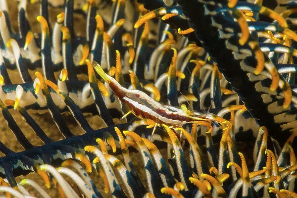 NA. A crinoid commensal shrimp, Periclimenes cornutus, on a crinoid, Philippines