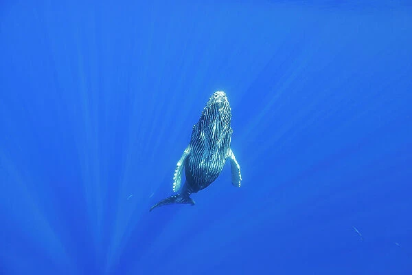 NA. This curious humpback whale calf, Megaptera novaeangliae