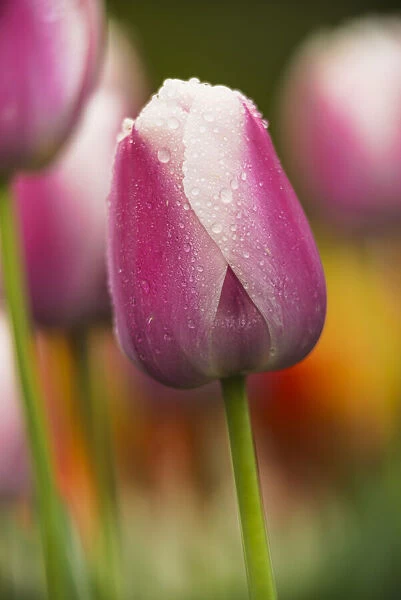 Darwin hybrid tulips in bloom