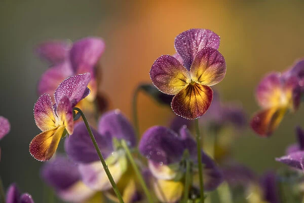 Dew dampens pansy blossoms on an April morning