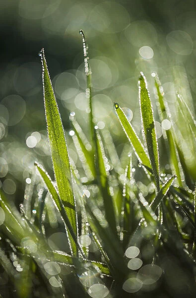 Dew Glistens On The Grass; Astoria, Oregon, United States Of America