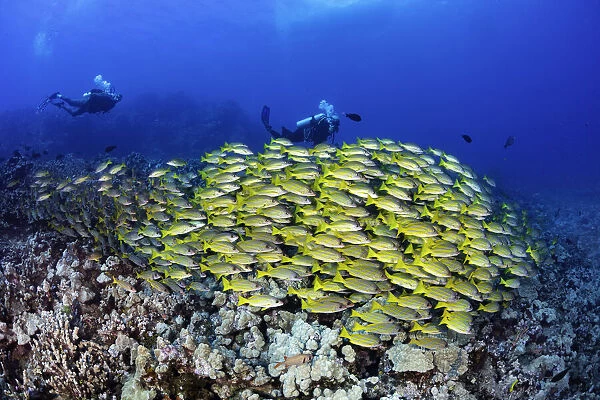 Divers and schooling fish, Hawaii, USA
