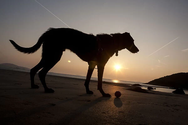A Dog With His Ball At Sunset At Whitesands Beach, Pembrokeshire Coast Path, South West Wales; Pembrokeshire, Wales