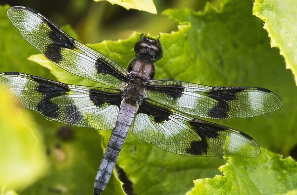 A Dragonfly Warms Up In A Vegetable Garden; Astoria, Oregon, United States Of America