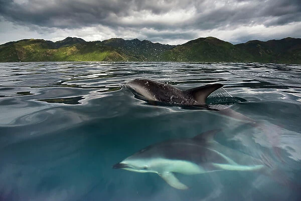 Dusky dolphins, Lagenorhynchus obscurus, swim in waters off the coast of New Zealand at Kaikoura