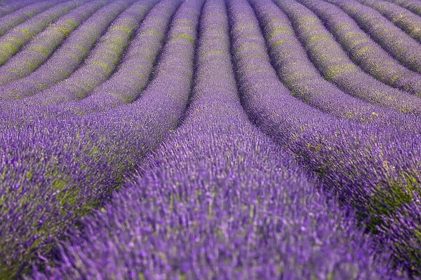 English Lavender Field, Valensole, Valensole Plateau, Alpes-de-Haute-Provence, Provence-Alpes-Cote d┼¢Azur, France