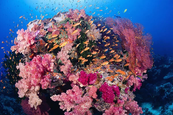 Fiji, Alconarian And Gorgonian Coral With Schooling Anthias