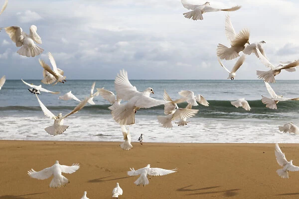 A Flock Of White Birds Takes Flight On A Beach At The Waters Edge; Benidorm, Spain