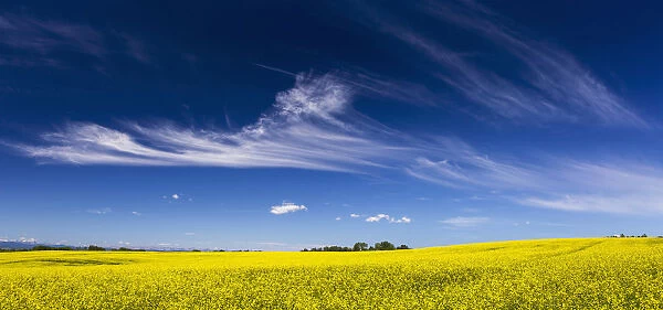 Flowering Canola Field With Wispy Clouds And Blue Sky; Alberta, Canada