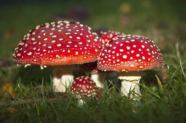 Fly Agaric (Amanita Muscaria) Mushrooms Growing In The Grass; Northumberland, England