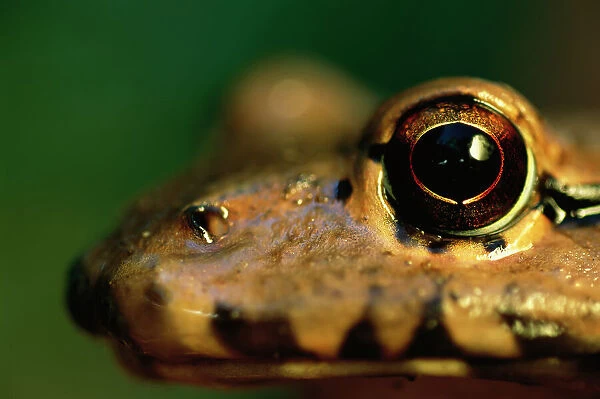 Frog eye detail