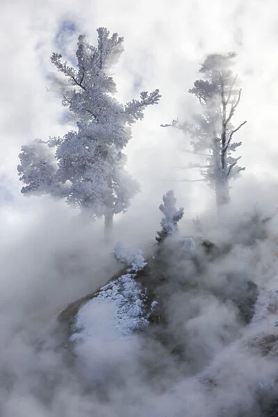 Frost covered conifers in the mist, Mammoth Hot Springs, YNP, Wyoming, USA